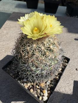 Coryphantha pallida